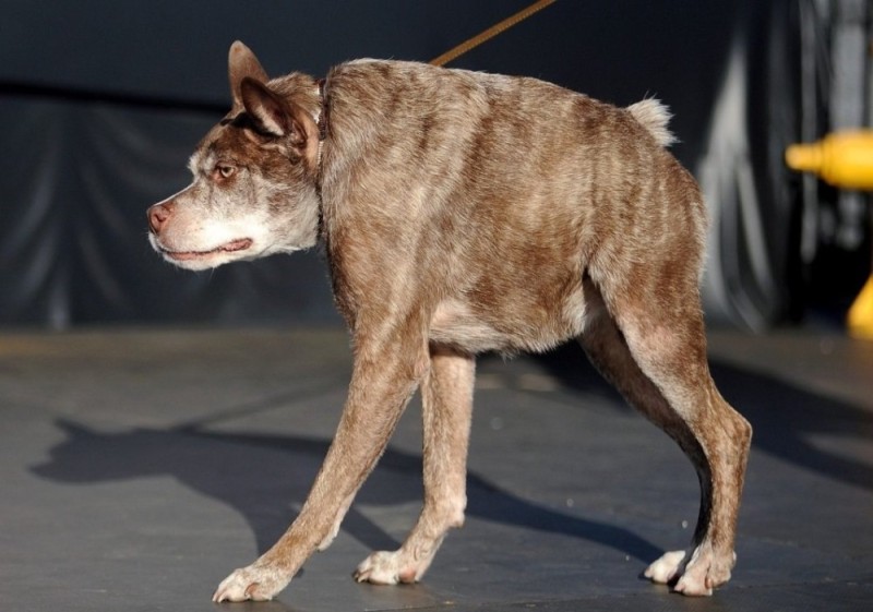 Создать мем: самая страшная собака в мире, голландская овчарка квазимодо, сутулый пес