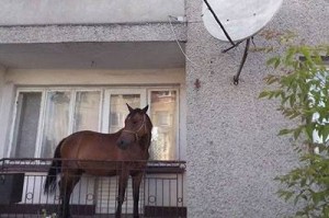 Создать мем: хлам на балконе, на балконе, лошадка на балконе