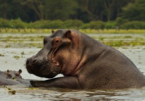 Create meme: African animals, su aygırı, hippopotamus