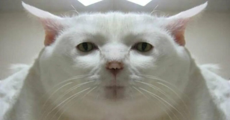 Create meme: meme cat , serious cat , meme with a white cat