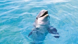 Создать мем: тихоокеанский дельфин, дельфин в воде, дельфин обои