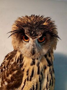 Create meme: owl, owl El yeah, owl owl