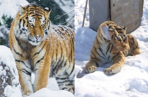 Create meme: the Amur (Ussuri) tiger, Siberian tiger, the Amur tiger