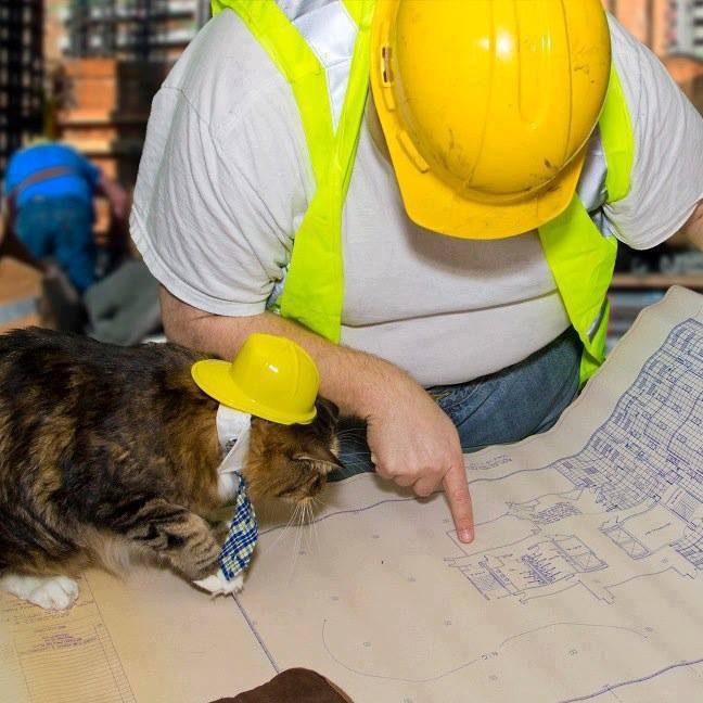 Create meme: cat engineer, under construction cats, cat 