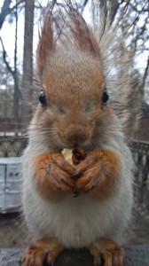 Create meme: squirrel, squirrel meme, protein