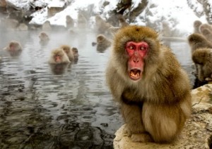 Создать мем: японская макака, японские обезьяны в горячих источниках, японские макаки животных