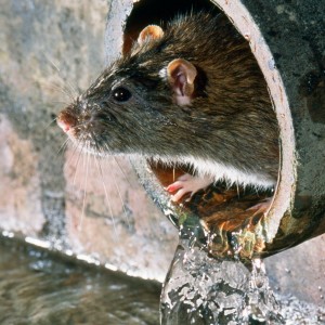 Create meme: forest rat, mouse rat, rat common