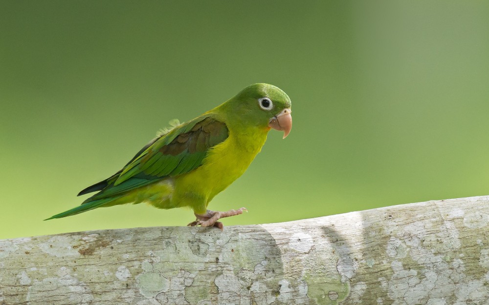 Создать мем: волнистый попугайчик, попугай зеленый волнистик, маленький зеленый попугай