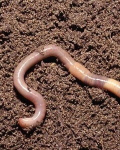 Create meme: earthworms, earthworm