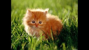 Create meme: kitties, kittens are fluffy, ginger kitten