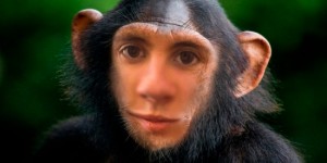 Создать мем: обезьяна, приматы, шимпанзе обыкновенный