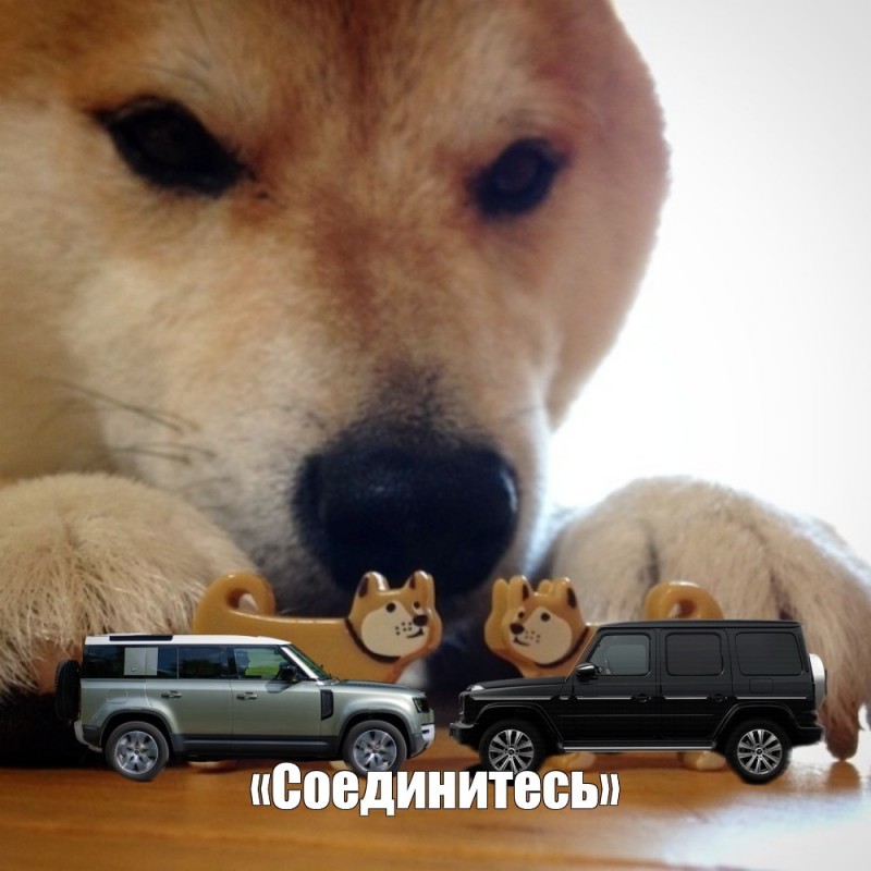 Create meme: meme dog bites, Shiba inu bites, dog bites