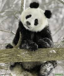 Создать мем: одеяло панда, панда милая, новогодняя панда фото для рабочего стола