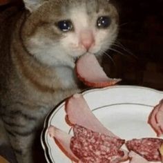 Создать мем: мем грустный кот, плачущий кот ест, грустно но вкусно