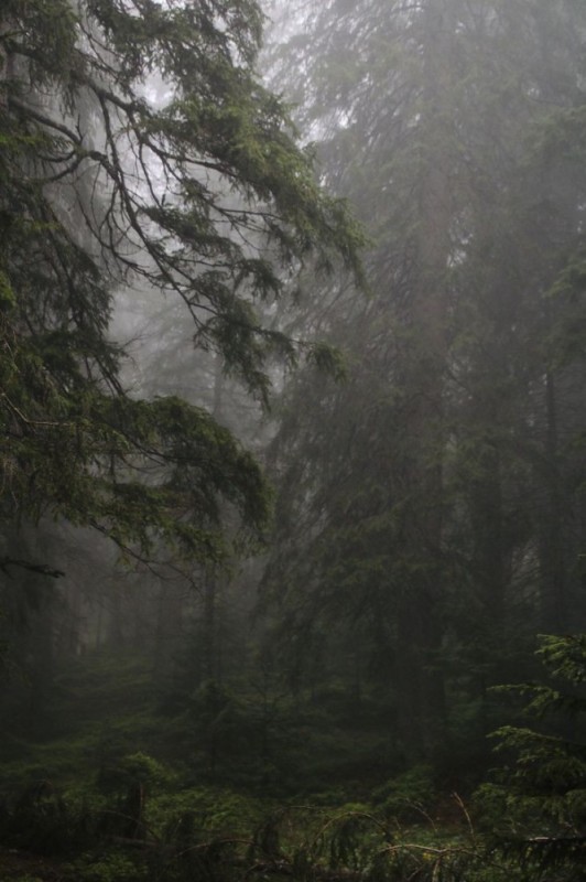 Создать мем: туманный лес, лес, поваленное дерево в лесу