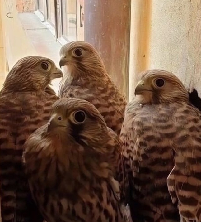 Create meme: falcon kestrel nest, kestrel bird, the kestrel flock