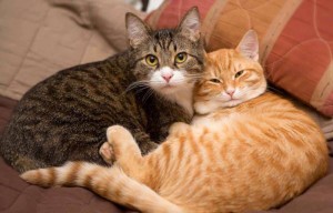 Create meme: two cats, the European Shorthair