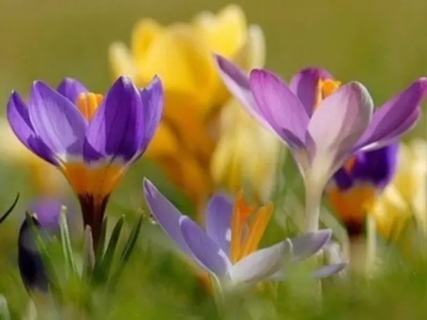 Создать мем: весна крокусы, первоцвет цветок, крокус шафран весенний