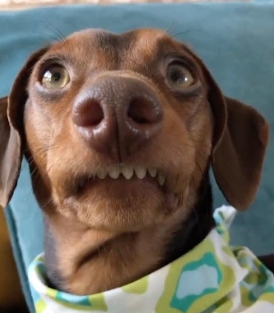 Create meme: smiling dachshund, Dachshund , dog Dachshund