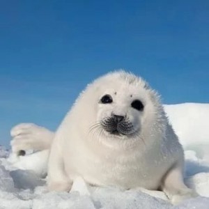 Создать мем: гренландский тюлень нерпа, белёк детеныш тюленя, кольчатая нерпа белек