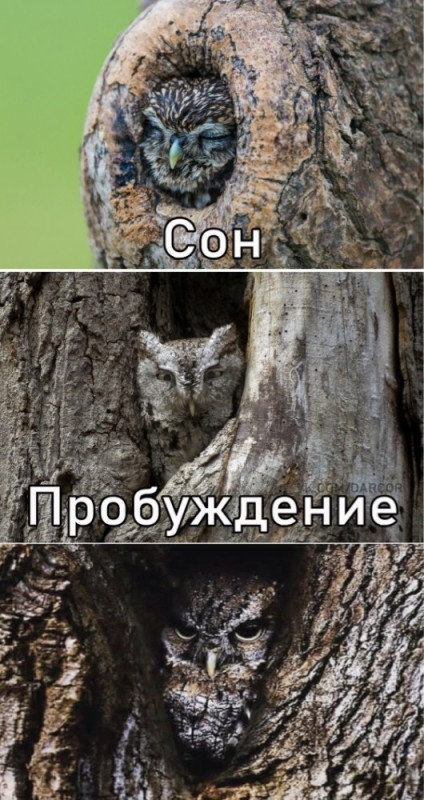 Create meme: owls, mimicry of an owl in a hollow, three stages