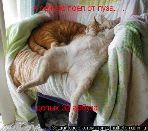 Create meme: funny sleeping cat, lazy cats, kitty 