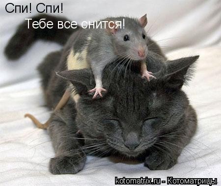 Создать мем: две крысы, кот мышь, кошка мышь