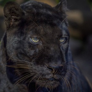 Create meme: animals Panther, black Jaguar, Panther