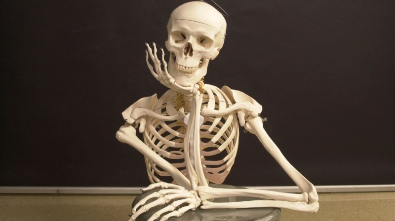 Create meme: skeleton in waiting, human skeleton, the human body skeleton