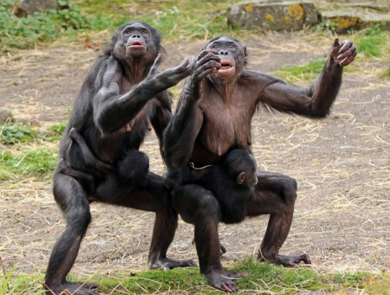 Создать мем: шимпанзе бонобо, бонобо против шимпанзе, самец шимпанзе
