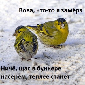 Create meme: small Siskin, Siskin winter, birds