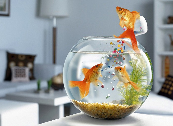 Создать мем: аквариум красивый, рыбка, аквариум