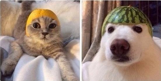 Создать мем: собака с арбузом, собака с шапкой из арбуза, кот в шлеме из арбуза