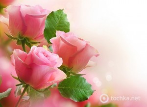 Создать мем: нежные розы для открытки, с днём рождения женщине, розовые цветы открытки красивые