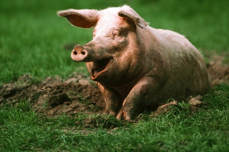 Create meme: pig breeds, pig boar, pig boar