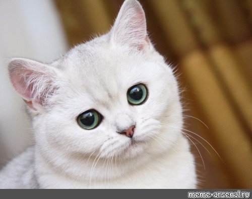 Create meme: white cat with green eyes, cat , white kitty