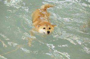 Create meme: Corgi, sailing Corgi, swimming doge