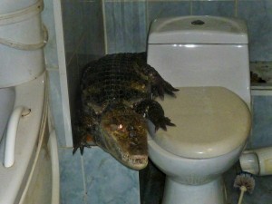 Создать мем: крокодил из унитаза, туалет, крокодил в ванной