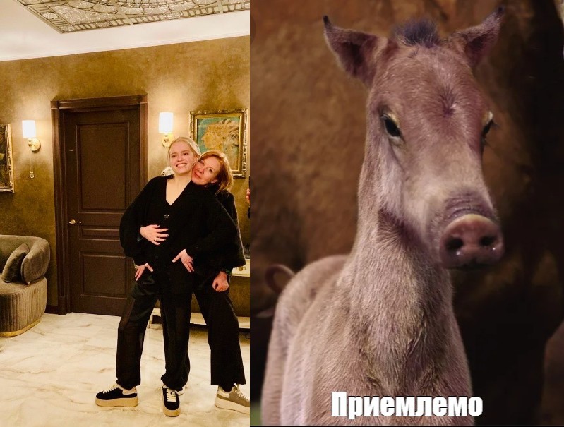 Create meme: a horse in the house, horse , horse and pig