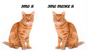 Создать мем: кот, кошка, рыжая кошка
