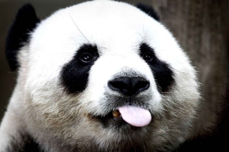 Create meme: Panda , Panda big, Panda beautiful