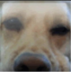 Create meme: doggie, Labrador dog, animals