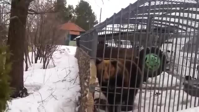 Create meme: a bear in a cage
