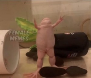 Create meme: the axolotl