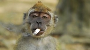 Создать мем: обезьяна с сигаретой, обезьянка курит, обезьянка с сигаретой