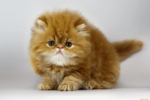 Создать мем: экзот длинношерстный, персидский кот, котята персидские