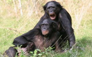 Create meme: chimpanzees common, chimpanzees, Bonobo chimp