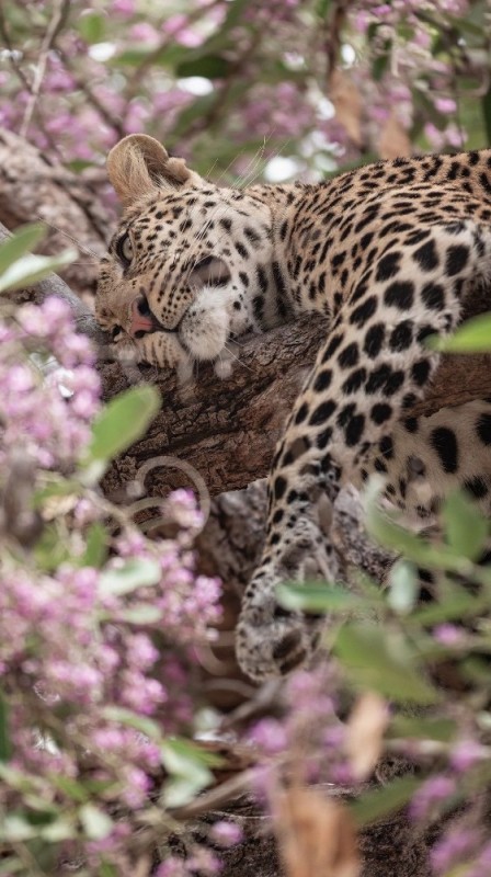 Create meme: the far Eastern leopard , a female leopard, animals leopard