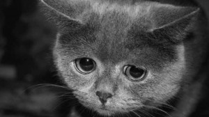 Создать мем: печальный котик, котики грустные, печальный кот