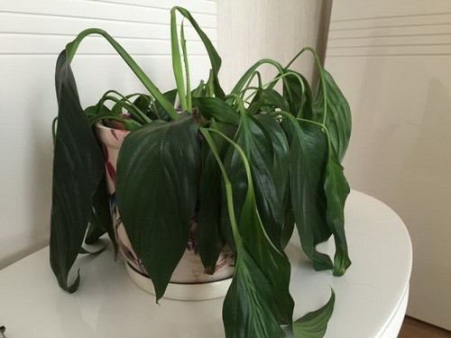 Create meme: spatifillum, spathiphyllum is wasting away, wilted spatifillum